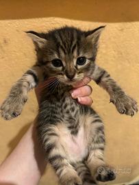 Gattini regalato
