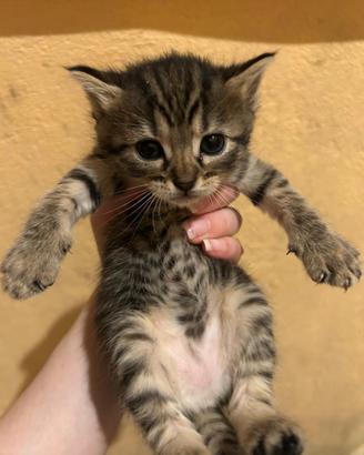 Gattini regalato