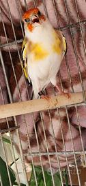 Cardellino pezzato watkop
