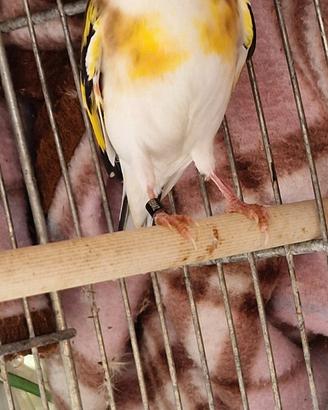 Cardellino pezzato watkop
