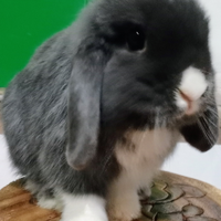 Minilop
