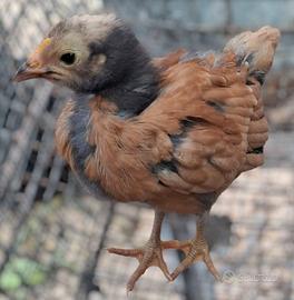 Pulcini Vorwek e Australorp Blu