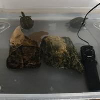 Coppia di tartarughe d'acqua dolce