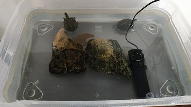 Coppia di tartarughe d'acqua dolce