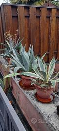 piante grasse
