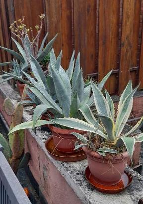 piante grasse