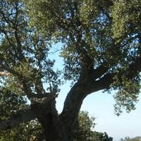 Legna da quercia da sughero zona Nulvi