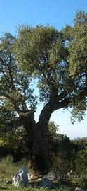 Legna da quercia da sughero zona Nulvi