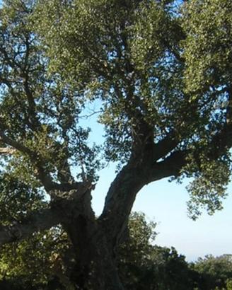 Legna da quercia da sughero zona Nulvi