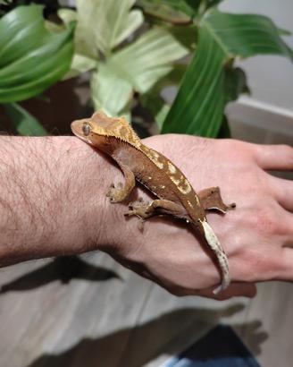 Geco ciliatus