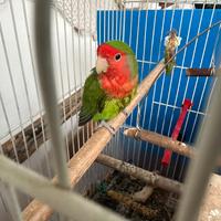 Maschio di Roseicollis