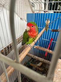 Maschio di Roseicollis