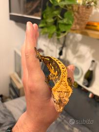 Femmina di Ciliatus prezzo trattabile