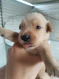 cuccioli di Golden Retriever