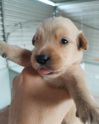 cuccioli di Golden Retriever