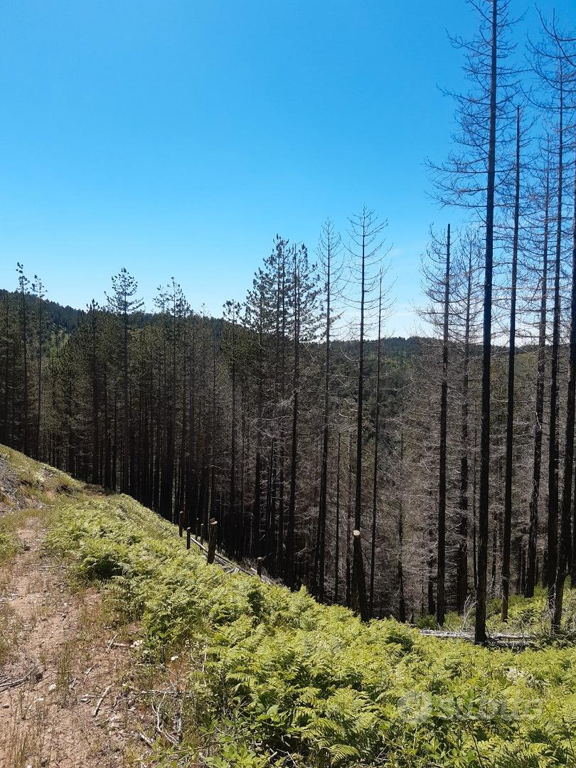 Terreno agricolo pascolo e pino laricio - Vista 3
