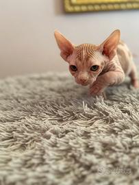 Cucciolo di Sphynx
