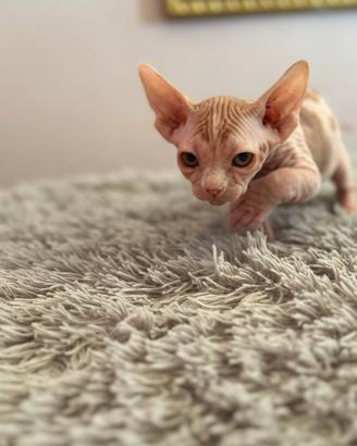 Cucciolo di Sphynx
