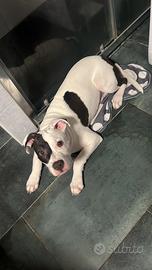 Cane pit bull