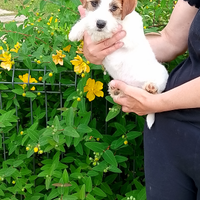 Cucciolo Jack Russell terrier