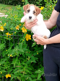 Cucciolo Jack Russell terrier