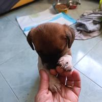 Cucciolo piccola taglia maschio