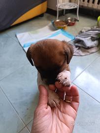 Cucciolo piccola taglia maschio