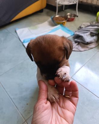 Cucciolo piccola taglia maschio