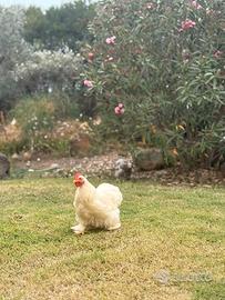 Gallo di cocincina nana