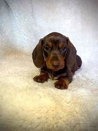 Cuccioli di Bassotto