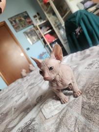 Piccoli sphynx