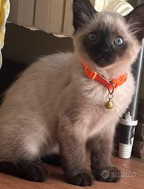 Gattino siamese di 2 mesi e mezzo