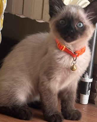 Gattino siamese di 3 mesi