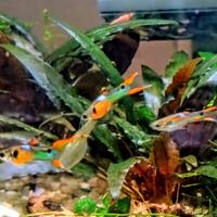 Endler giovani sub-adulti maschi e femmine