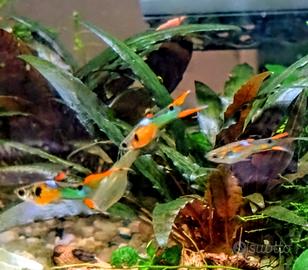 Endler giovani sub-adulti maschi e femmine