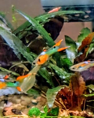 Endler giovani sub-adulti maschi e femmine