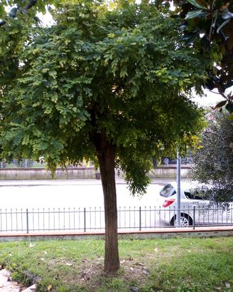 Albero Acacia