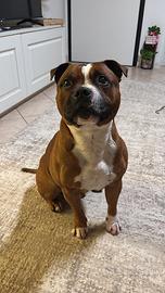Staffordshire bull terrier per monta