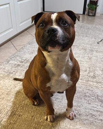 Staffordshire bull terrier per monta