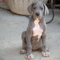 Cuccioli di alano blu pronti