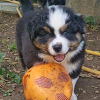 Cucciolo di Pastore Australiano black tricolor