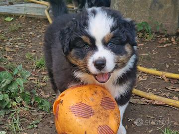 Cucciolo di Pastore Australiano black tricolor