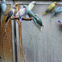 Parrocchetto dal collare