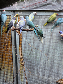 Parrocchetto dal collare