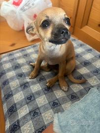Chiuhuahua da compagnia
