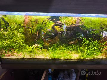 acquario