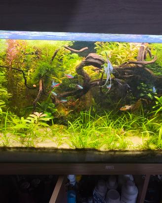 acquario