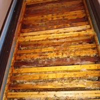 attrezzature per  apicoltura 