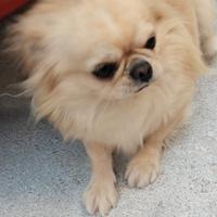 Chihuahua maschio ipertipico