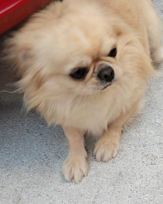 Chihuahua maschio ipertipico